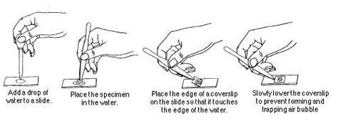 Preparing and observing a microscope slide .